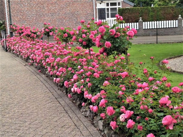 Bordure rose le long du chemin