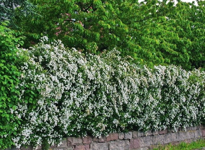 Dugo-pulang hawthorn hedge sa panahon ng pamumulaklak