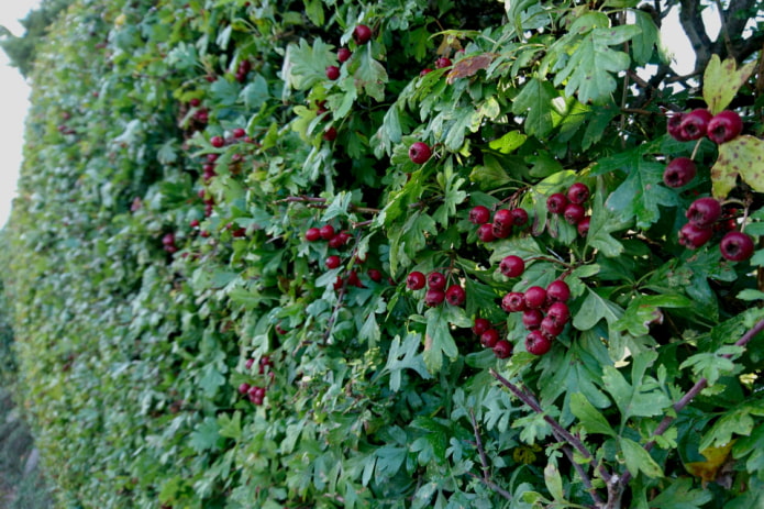 Clôture d'aubépine rouge sang