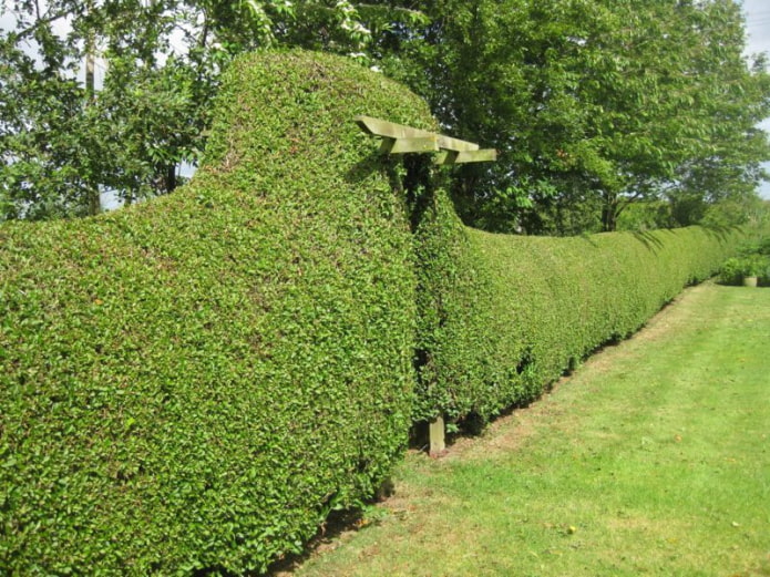 Haie de troènes avec arc