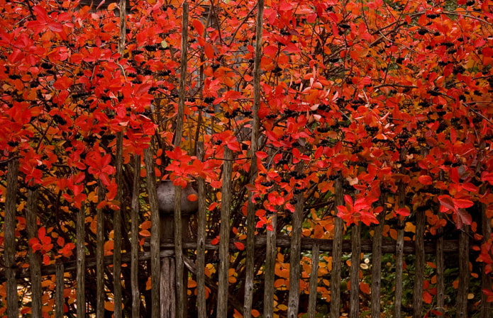 Haie d'aronia en automne