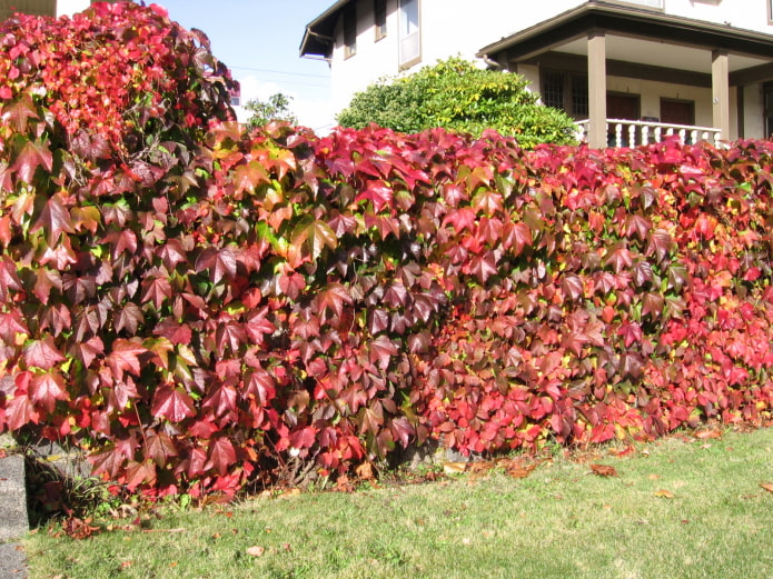 raisins décoratifs dans le jardin