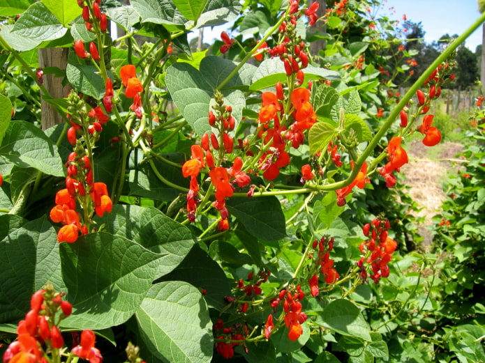 haricots d'ornement en fleurs