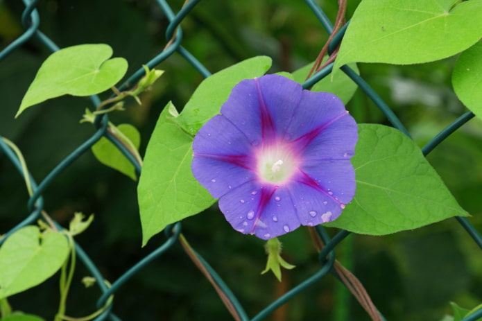 fleurs de gloire du matin