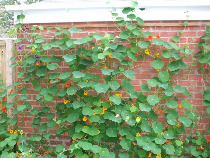 virágok és nasturtium levelei