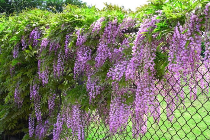 glycine sur la clôture