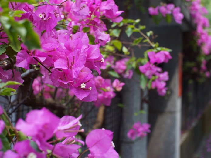 mint a bougainvillea