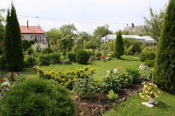 Parterre de fleurs et thuya