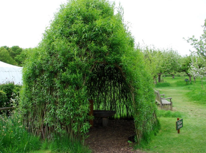 Willow arbor