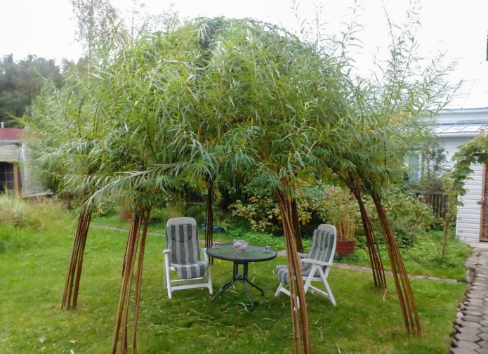 Ombre de gazebo de saule