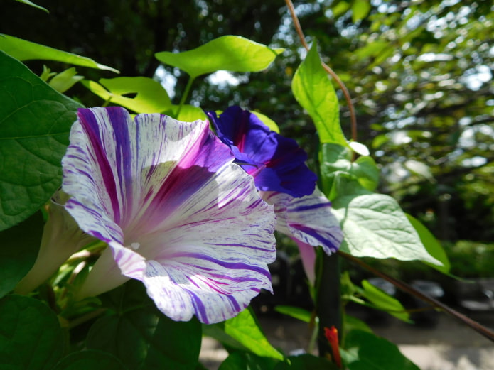 Ipomoea ลาย