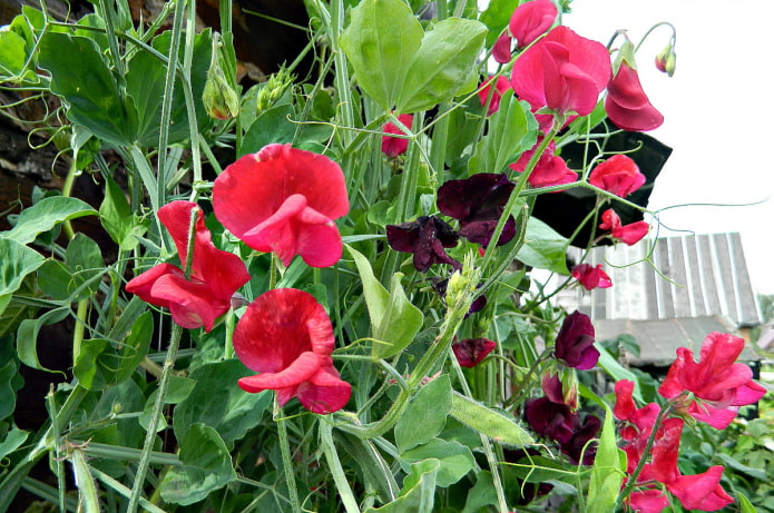 Pois de senteur au jardin