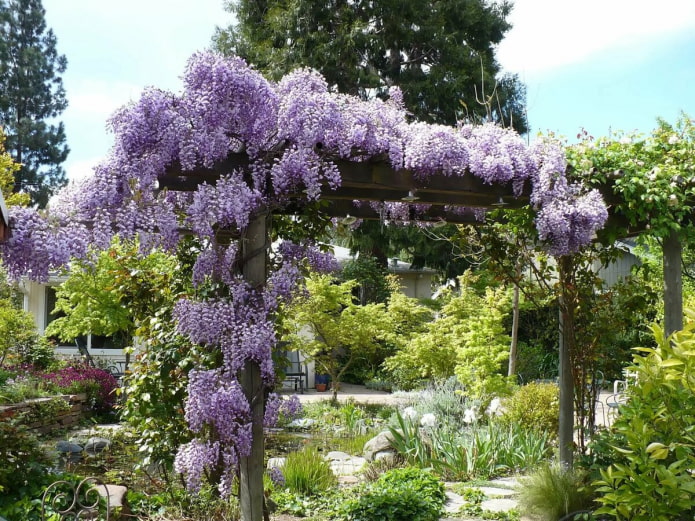 Wisteria