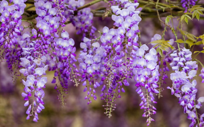 Mga bungkos ni Wisteria