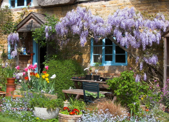 Glycine sur la façade de la maison