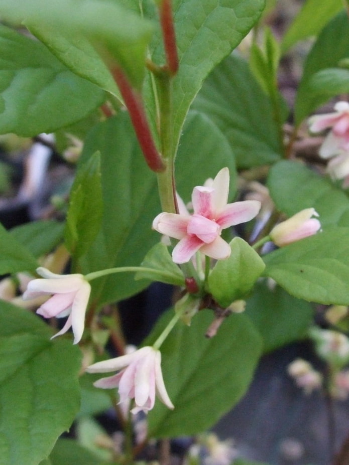 Fleurs de citronnelle