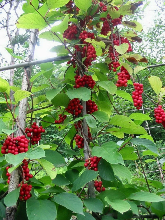 Schisandra chinensis sa isang suporta