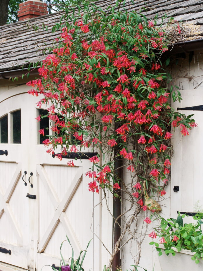 Chèvrefeuille sur la maison