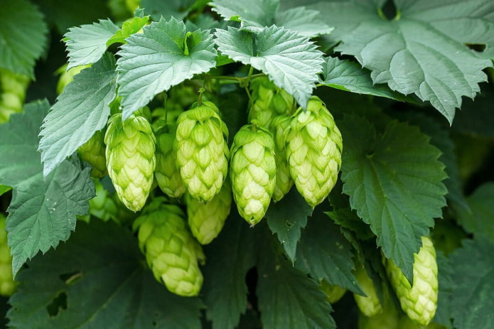 Houblon commun