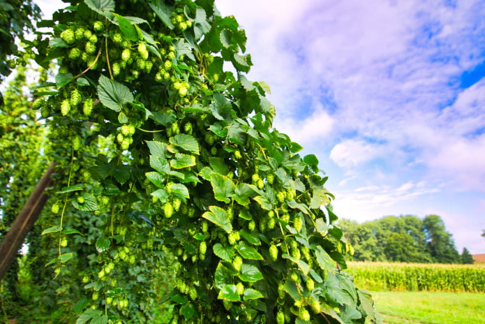 Houblon frisé