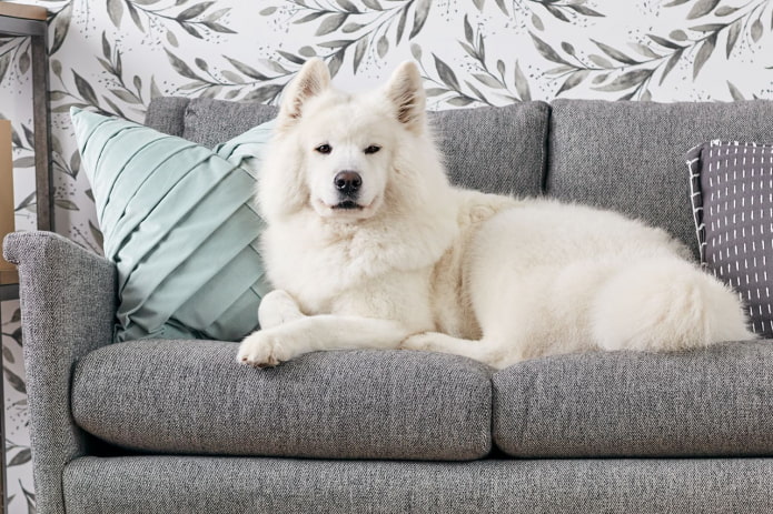 chiens sur le canapé