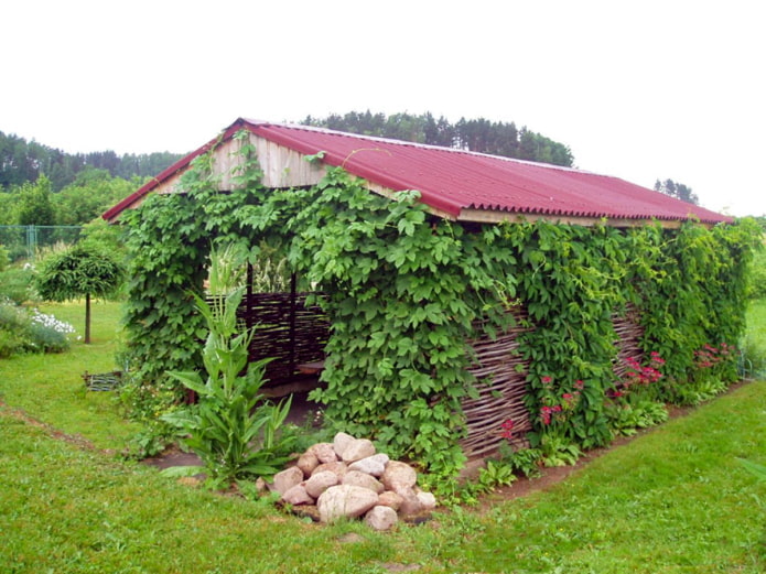 Zöldíti a pavilont szőlővel