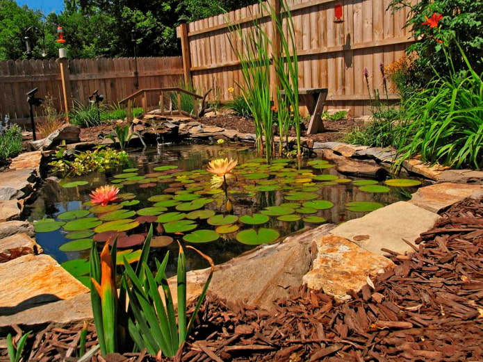 étang avec des plantes dans le jardin