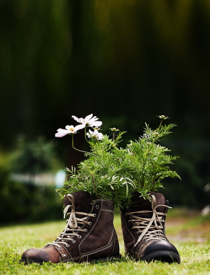 bulaklak sa sapatos