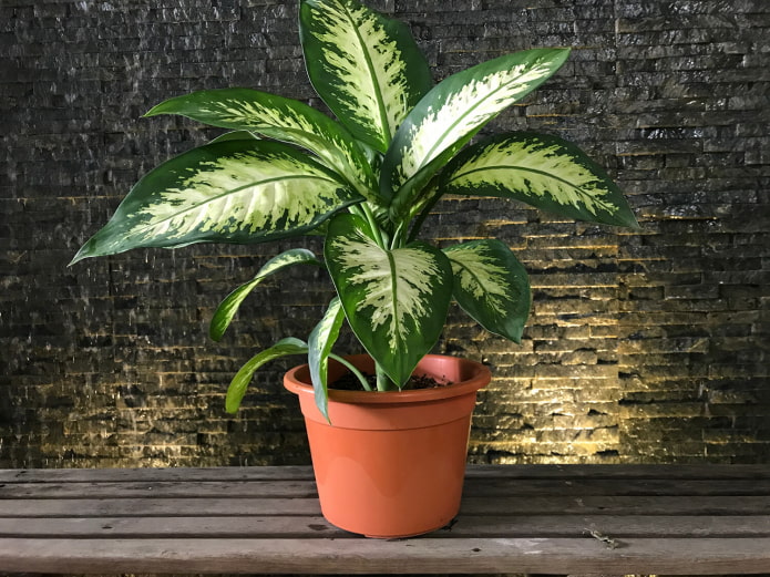 dieffenbachia a lakásban