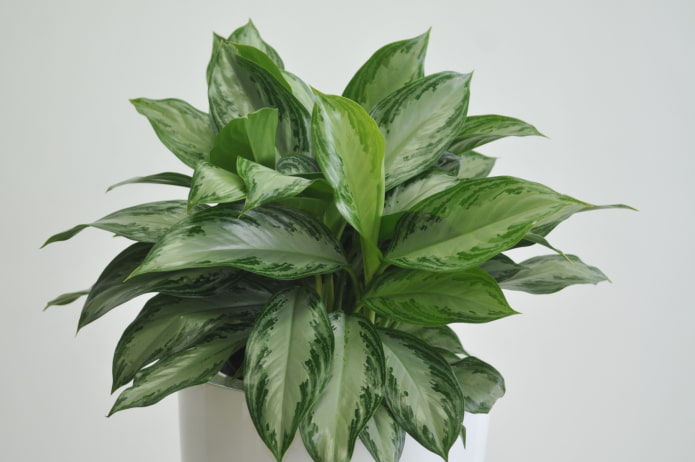 soins d'aglaonema