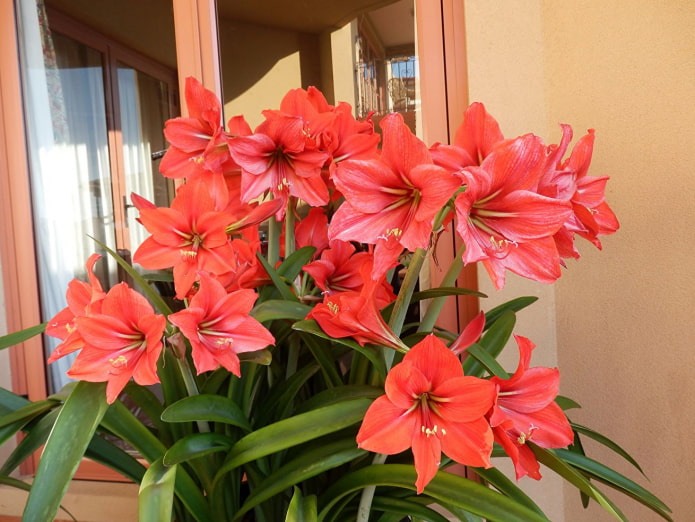 comment l'amaryllis fleurit