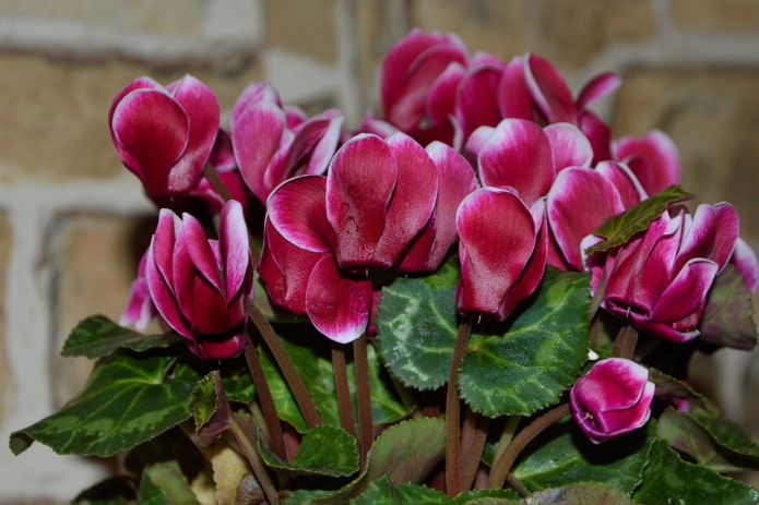 le cyclamen est-il toxique