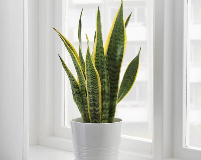 อันตรายของ sansevieria คืออะไร