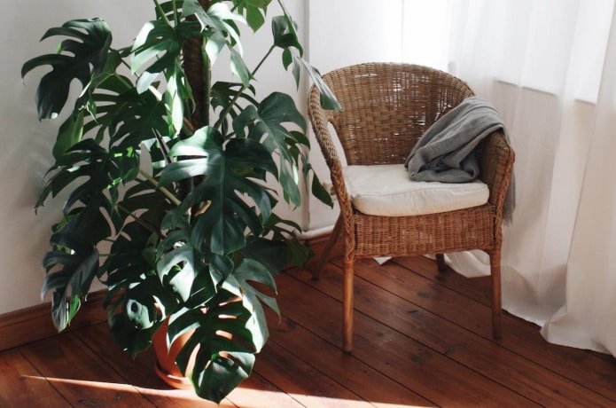 monstera dans la chambre