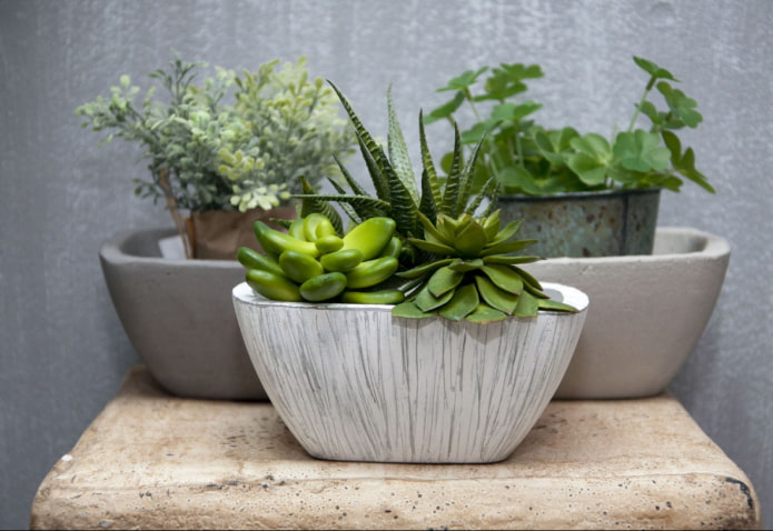 pourquoi les succulentes sont-elles dangereuses ?