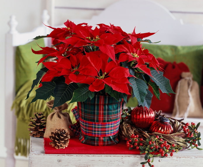 poinsettia en fleurs