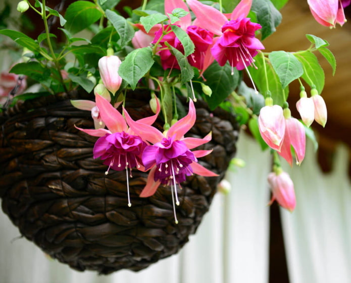 comment le fuchsia fleurit