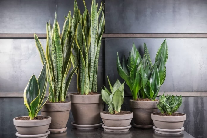 espèces de sansevieria