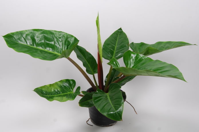 philodendron à l'ombre