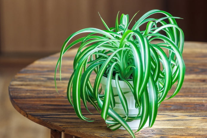 chlorophytum pour la maison