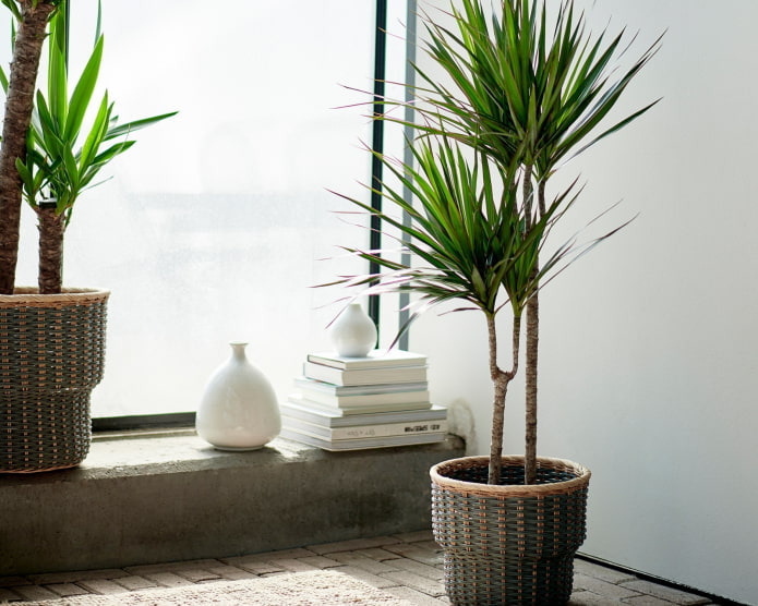 dracaena à l'intérieur