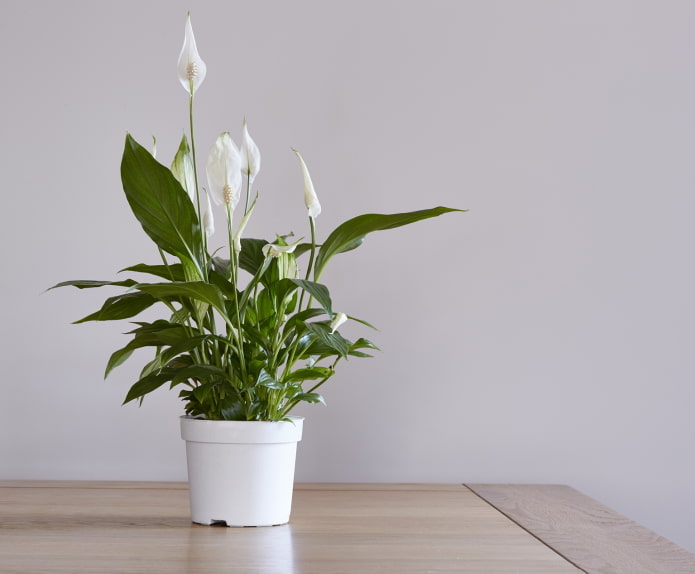 comment le spathiphyllum fleurit