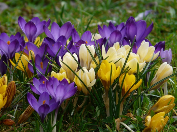 Crocuses