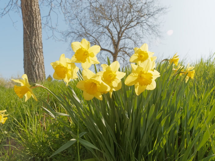 Mga daffodil