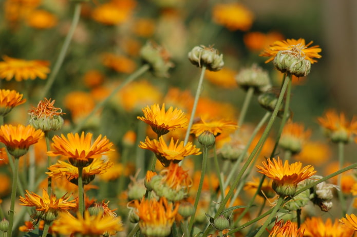 Calendula