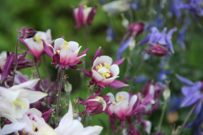 Aquilegia