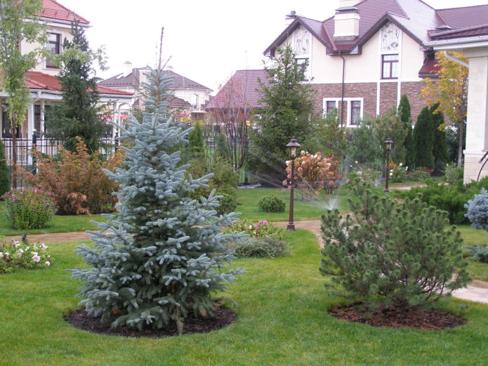 Epicéa dans le jardin