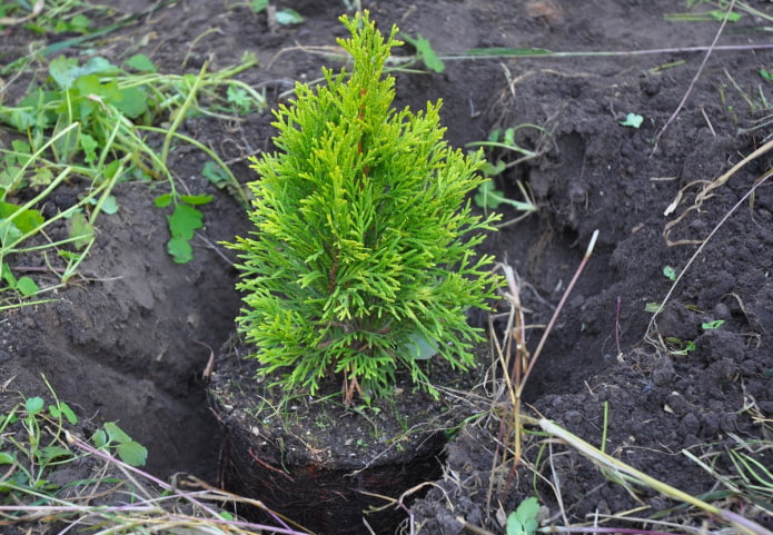 Thuja ültetése ősszel