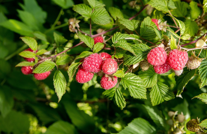 Framboises