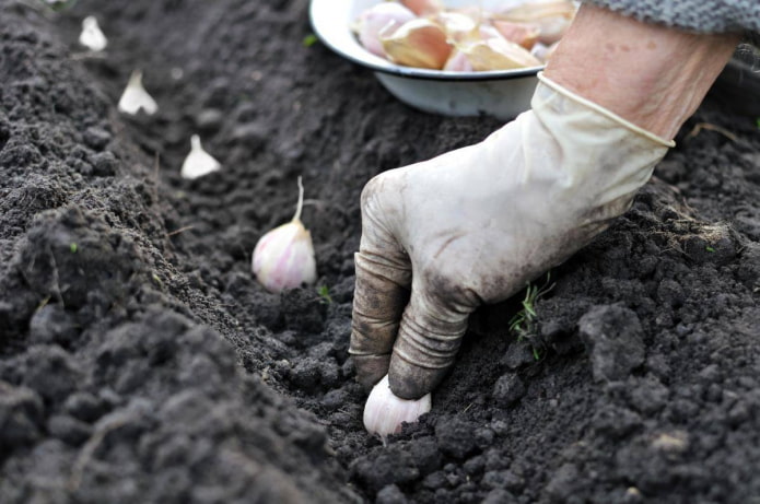 Planter de l'ail